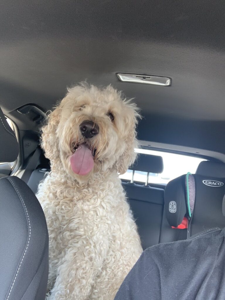 Goldendoodle In the car