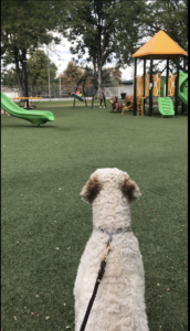 Goldendoodle at the park